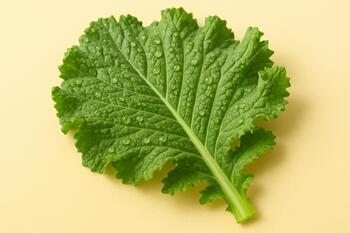 Mustard greens with dew